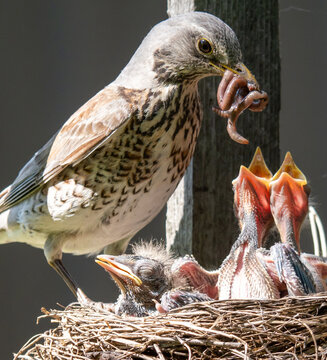 Fieldfare (Turdus pilaris) nest