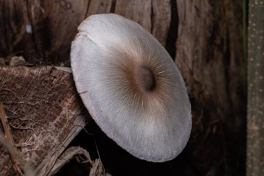 Close-up photograph of a white mushroom featuring fine radial patterns with a dark brown center, growing on decaying wood in a forest environment
