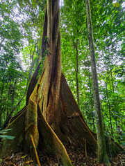 Fototapeta premium tree in the forest