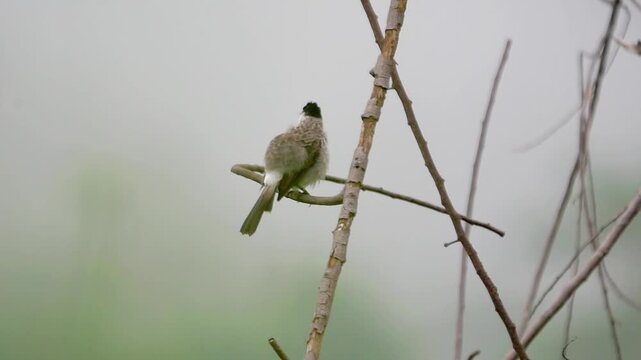 Sooty-headed bulbul (Pycnonotus aurigaster, Golden vented Bulbul, White eared Bulbul, Yellow vented, Red vented, Black capped). It is found in south-eastern Asia.
