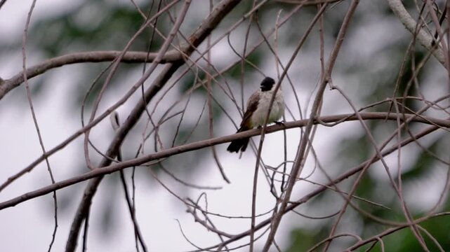 Sooty-headed bulbul (Pycnonotus aurigaster, Golden vented Bulbul, White eared Bulbul, Yellow vented, Red vented, Black capped). It is found in south-eastern Asia.