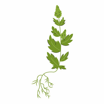 Quinoa with root, seeds and leaves. Illustration on white background