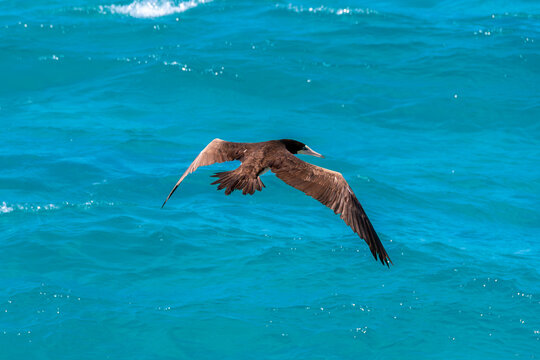 The brown booby in precise flight over the sea.