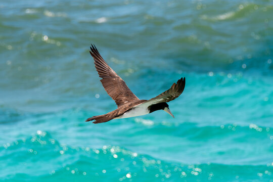 The brown booby in precise flight over the sea.