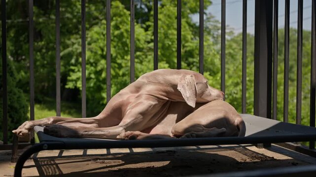 Weimaraner dog sunbathing on fenced porch, enjoying the fresh summer air and light breeze.  Family pet outside relaxing in slow motion, summertime vibe concept.