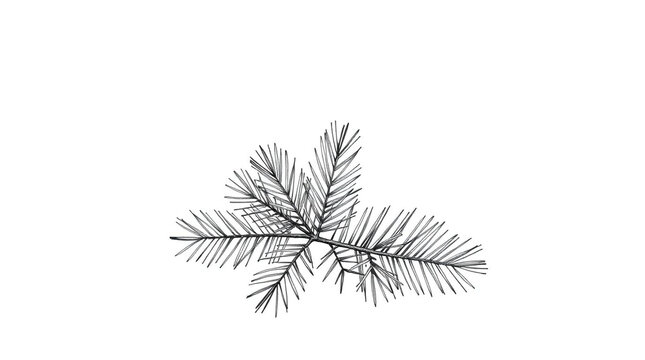 Detailed sketch of a pine tree branch with needles on white background illustration