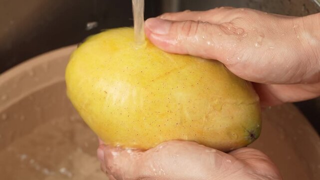 Close-up of a woman hands washing a fresh ripe mango under running water in the kitchen sink.