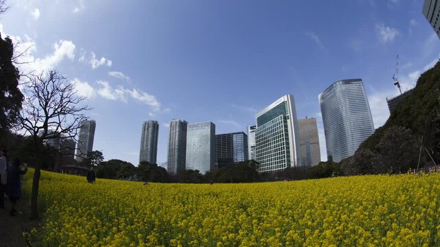浜離宮の菜の花と流れる白い雲を眺める