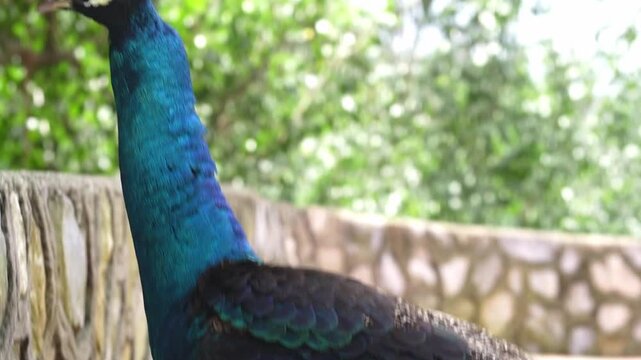 peacock in the park, close up blue peacock preening in the wild, indian peafowl in aviary footage