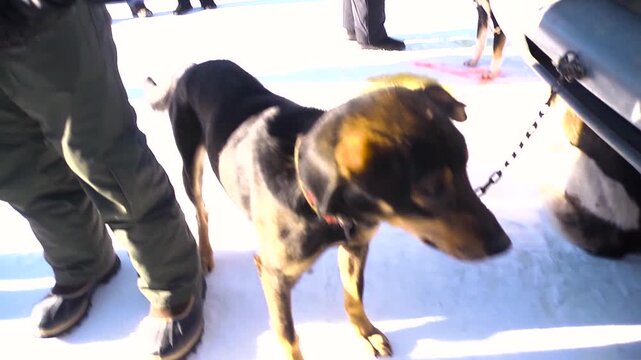 iditarod sled dog team waiting to race