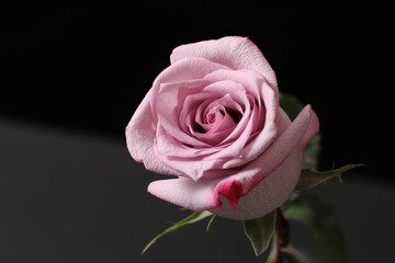 Fototapeta premium pink rose flower on black background