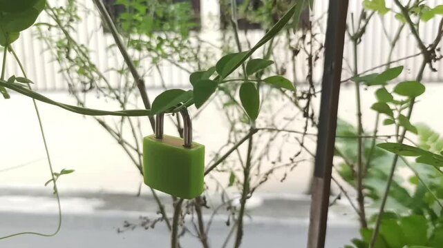 The green padlock is hung on the roots of the plant and blown by the wind so that the padlock shimmies