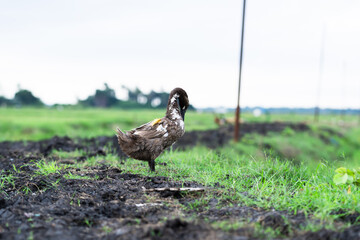 Obraz premium Brown Duck Standing In Muddy Field With Green Grass And Blurred Background