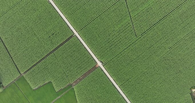 Aerial footage of sugarcane plants growing at field