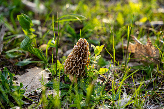 Close up of morel mushroom growing in grass.