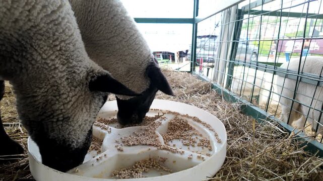Sheep feeding at rural farm barn in Latin America - Livestock and agriculture concept