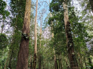Fototapeta premium Tall tropical forest trees rising toward the sky with dense green foliage, perfect for nature backgrounds, rainforest themes, environmental concepts, and outdoor travel projects.