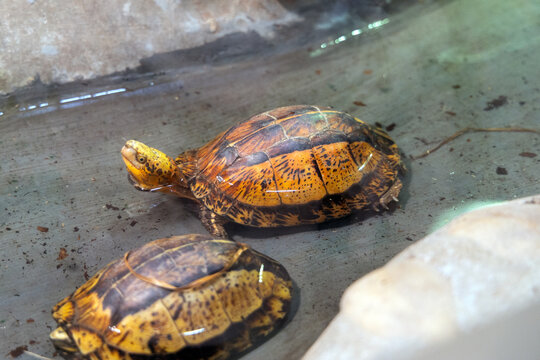 Yellow-margined box turtle in the reptile exhibit at Shanghai Zoo