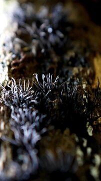 Xylaria hypoxylon (candlestick fungus). This plant can cause a root rot in hawthorn and gooseberry plants. Xylaria hypoxylon (candlestick fungus, candlesnuff fungus, carbon antlers, stag's horn fungus