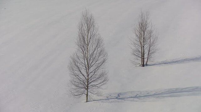 雪原と白樺