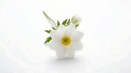 Obraz premium White anemone flower close up with yellow center on reflective surface