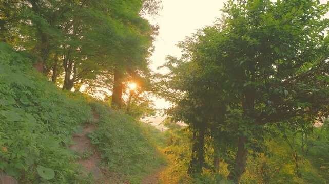 新緑の木々の隙間から美しい木漏れ日が差し込む夕暮れの山道（福岡県うきは市）