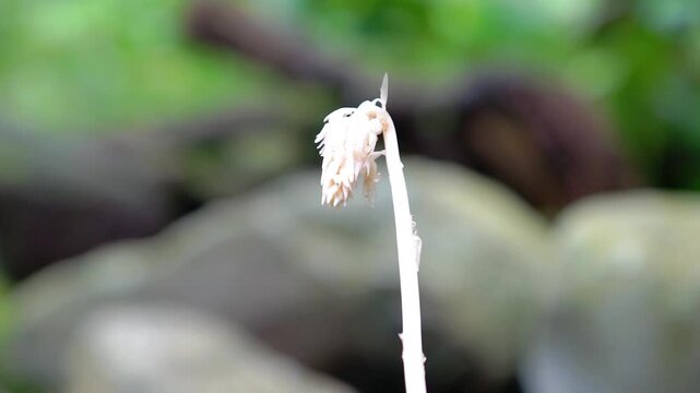 Young curcuma shoots in the garden. Macro shot young curcuma