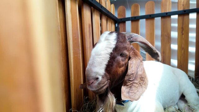 Boer goat resting at rural farm barn in Latin America - Livestock and agriculture concept