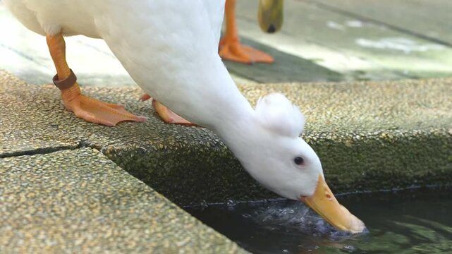 quack quack duck drinking water, the thristy duck in the park, wild duck behaviour in the afternoon footage