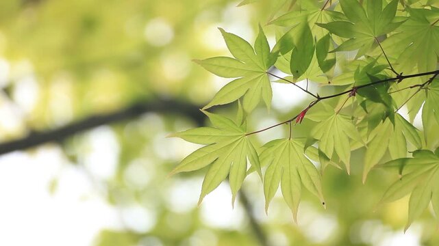 新緑のかえで