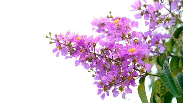 Queen's Flower scientific name Lagerstroemia speciosa produces dense clusters of purple or pink flowers. 