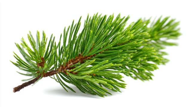 Close up of a vibrant green pine branch isolated on a white background