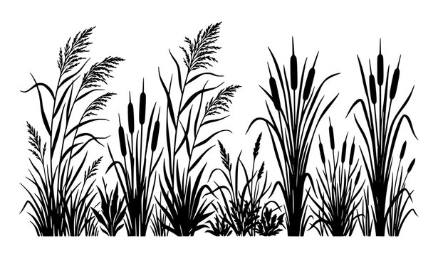 Minimal cattail reed silhouette vector with wild marsh grass isolated on white