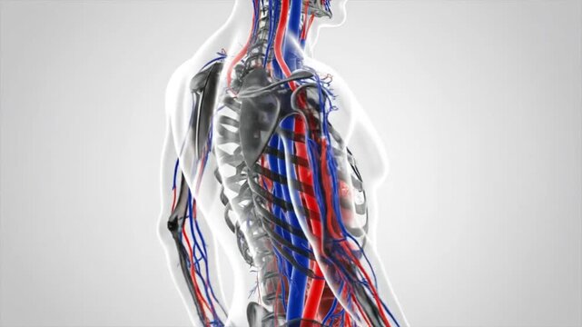 The human body showcases its complex network of arteries and veins on a neutral background with a focus on circulatory system.