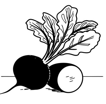 vector illustration of radish