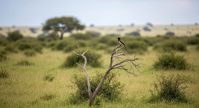 A solitary bird perched on a dead tree branch in the African savanna landscape.
