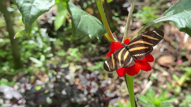 Zebra longwing butterfly feeding on red flower