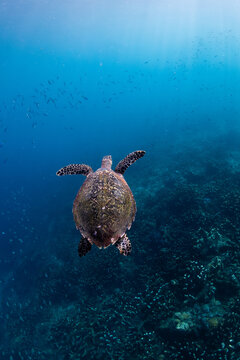 Hawksbill Sea Turtle Swimming Away Over Coral Reef, Aerial View, Bali