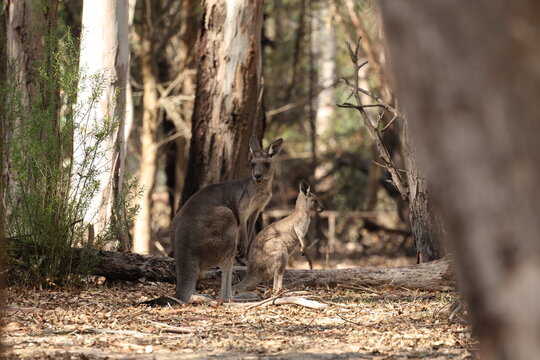 Roo and joey at Westerfolds Park, Manningham, Victoria, Australia