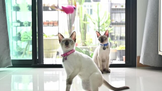 Two Siamese cat playing with a cat's toy. They simulate the hunting experience in a safe and convenient way to help keep your cat happy, healthy, and fulfilled.