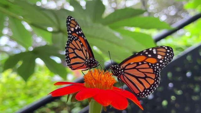 Two monarch butterflies feeding on a red flower
