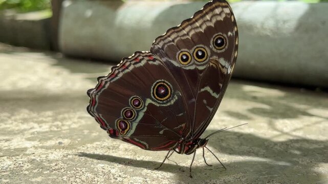 Blue morpho butterfly resting on stone