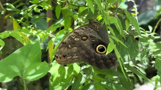 Giant owl butterfly hiding in green leaves
