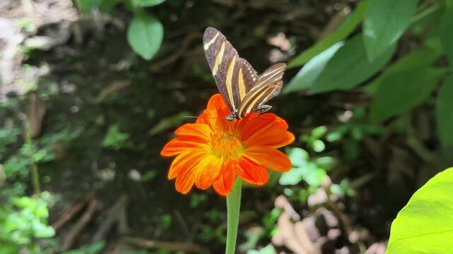 Striped zebra longwing butterfly sucking nectar from an orange flower
