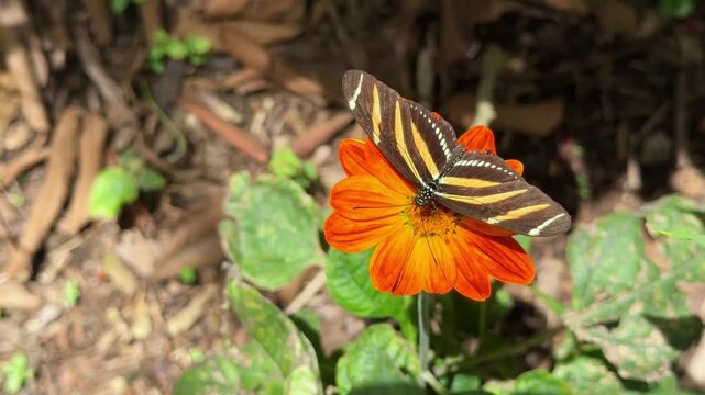 Zebra longwing butterfly feeding on flower