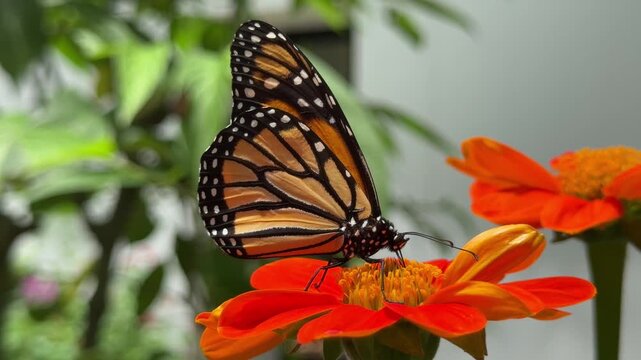Monarch butterfly feeding on orange zinnia flower