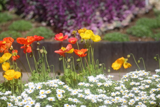 初夏の東京の公園彩る鮮やかなポピー / Poppy flowers blooming in a Tokyo park in early summer