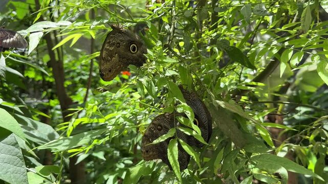 Owl butterflies resting on green leaves