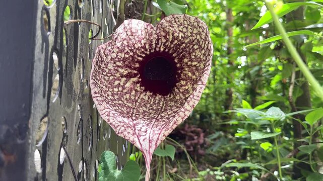 Exotic pelican flower aristolochia grandiflora blooming