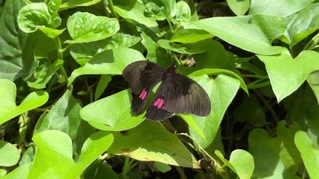 Pink spotted cattleheart butterfly resting on leaf